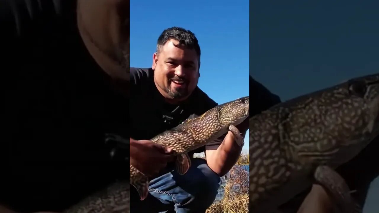 Northern Pike Fishing in North Dakota #justfishing #sportfishing #shorts