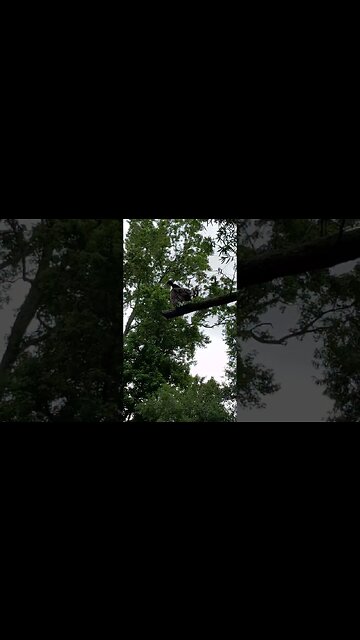 when a BIRD the size of your KID, lands on the HOUSE 😂🤣.. #shorts #funny #animals