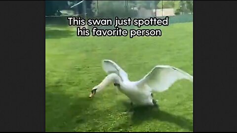 This Swan Just Spotted His Favorite Person