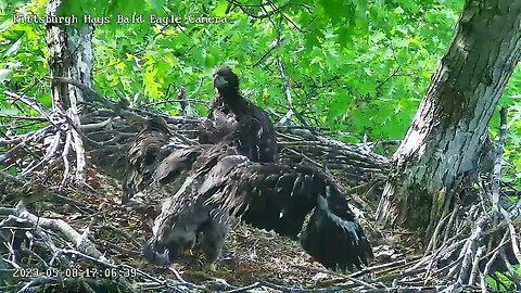 Hays Eagles H19 showing off Big Wings ! 5.8.23 17:06