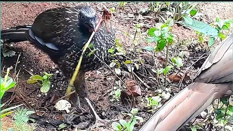 Jacu em busca de comida Jacuaçu diversão Penelope aves craciformes, jacuguaçu, guans, pava