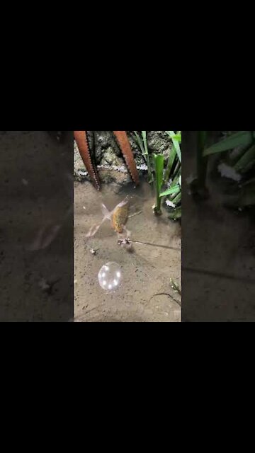 Easy Techniques to Catch Eels in Hole 🐟 #shorts