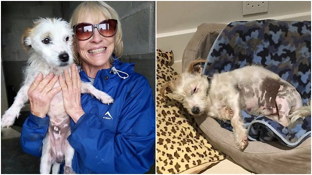 A weird plastic bag held a puppy who was tied up with shoelaces what a sweet rescue story!