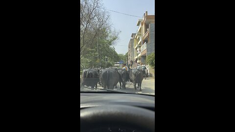 Zirakpur ki bhainse vip road gumne jati hai 😂