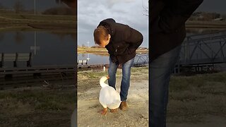 Goose Tries To Eat Me Alive! Ouch!!!