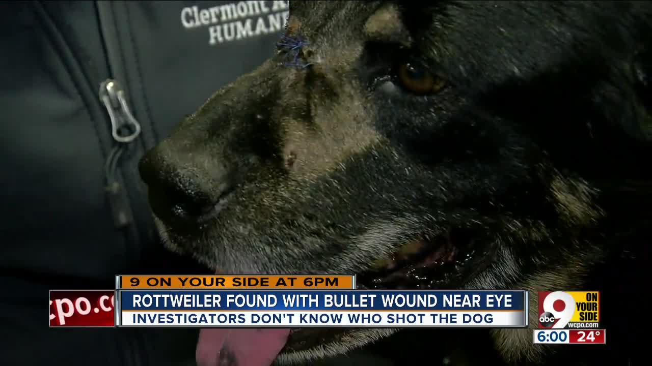 Dog found with bullet wound near eye