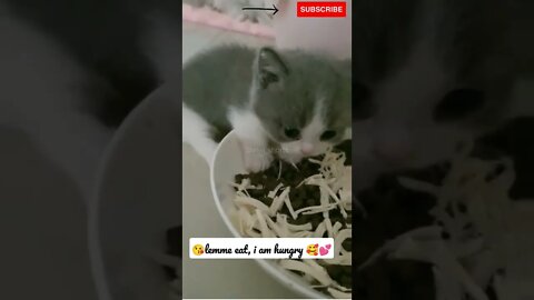 Cute Hungry Kitten🥰💕 #shorts #catlovers #catvideos #cute