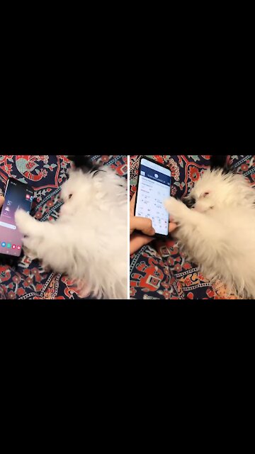 Cute Puppy Aggressively Scrolls Through Owner's Smartphone