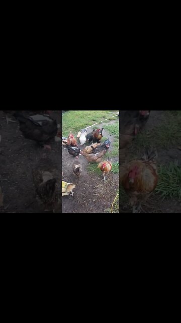 They Don't Waste Food #chickens #chickenshorts #chickenlife