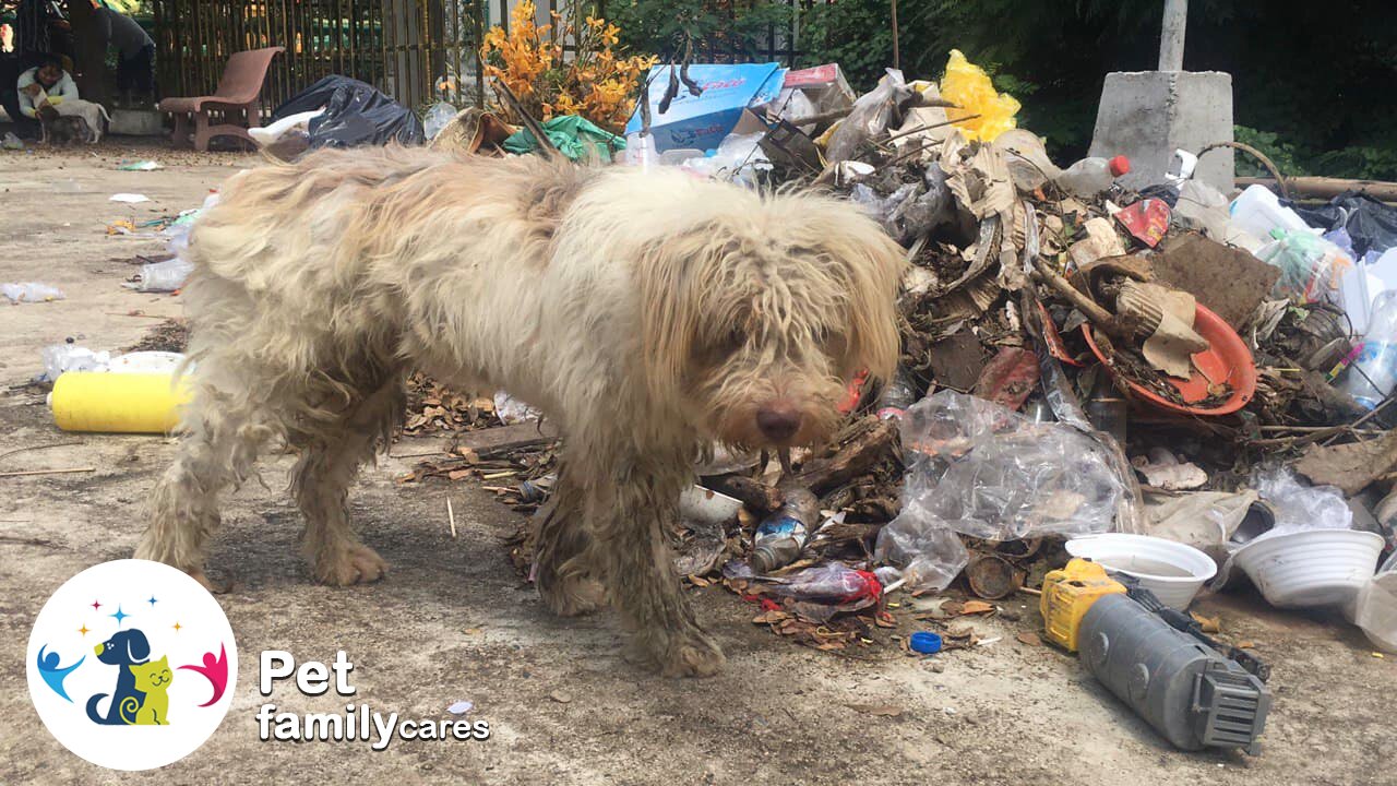 Homeless dog left abandoned on the street with heart pressure and blurred vision