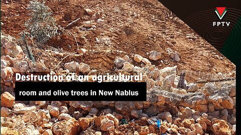 Destruction of an agricultural room and olive trees in New Nablus