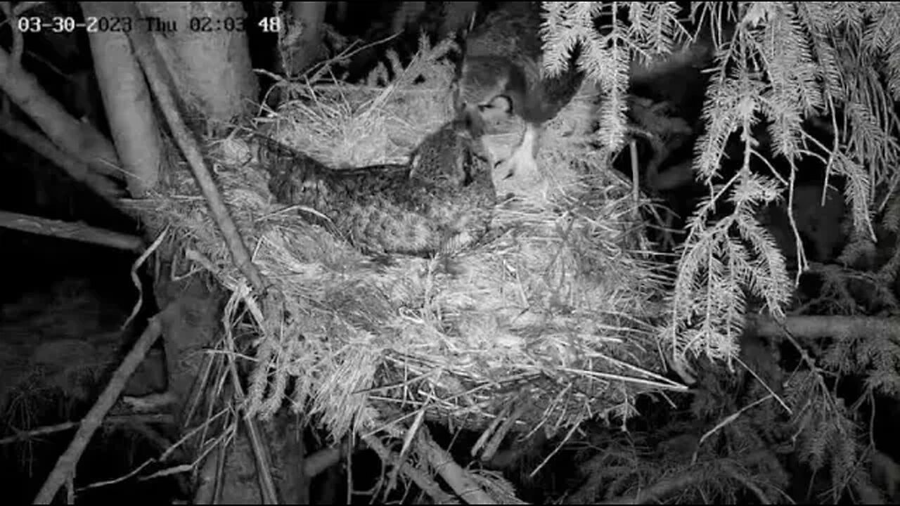 Albert Arrives With Prey 🦉 03/30/23 02:03