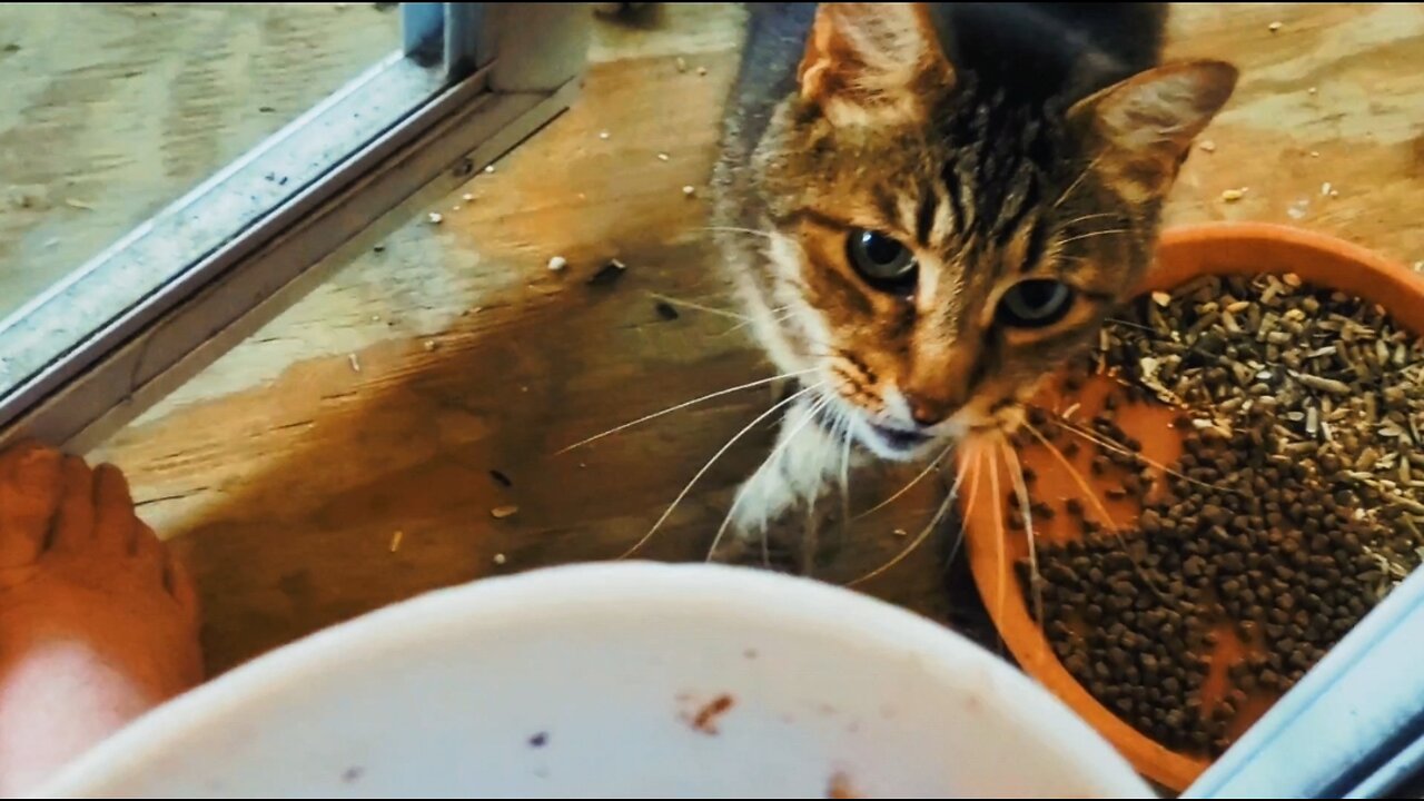 "SPECIAL SUNDAY TREAT"⭐️ing BUTCH cute tabby cat eating feeding neighbor kitty cafe guest visit 2024