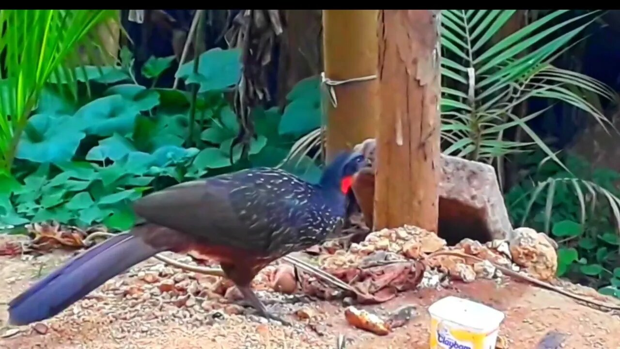 Jacu com fome O pulo do jacu