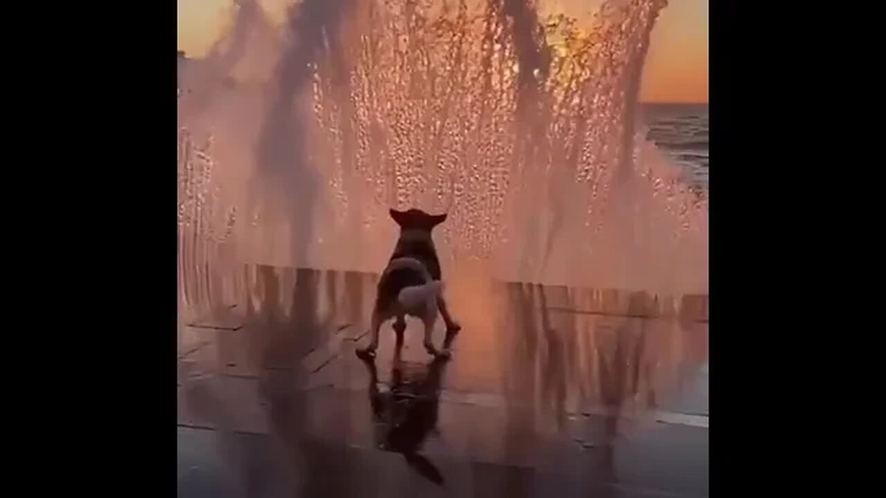 Animals + Nature #shorts #animals