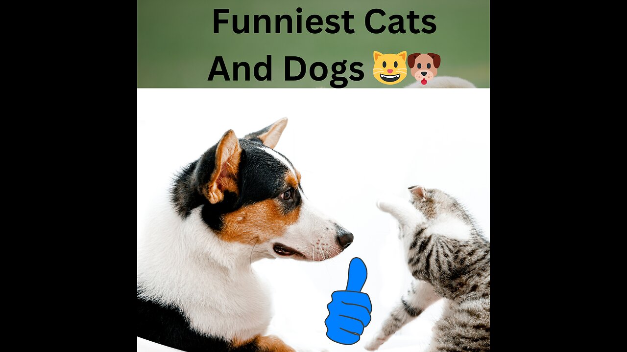 [1 Hour] Funniest Animals 2023 😂 Funniest Cats and Dogs 😺🐶