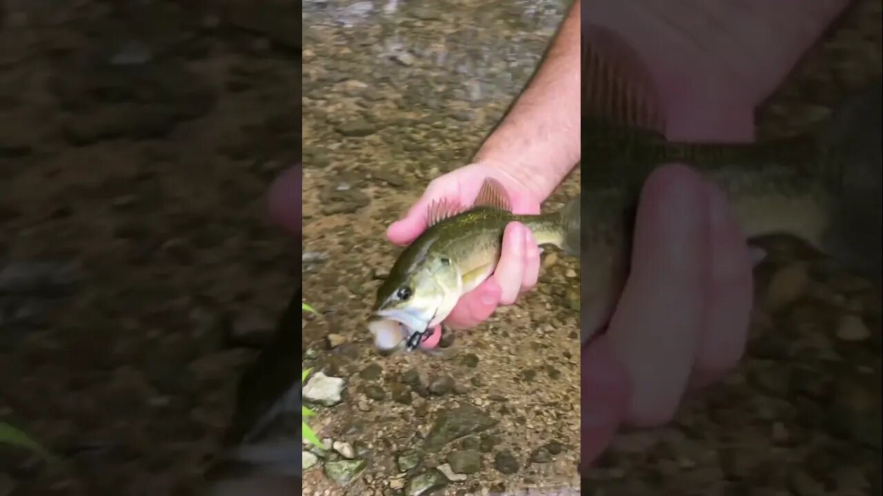 Our Scuttle Bug is such a killer creek bait. All panfish and bass love them! #fishing #bass #panfish