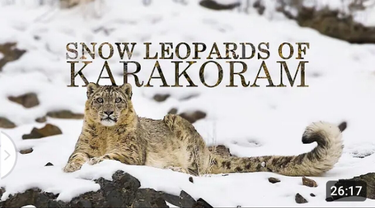 The Future of Snow Leopard /Snow Leopard Documentary #