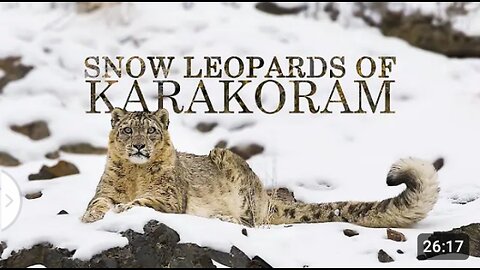 The Future of Snow Leopard /Snow Leopard Documentary #