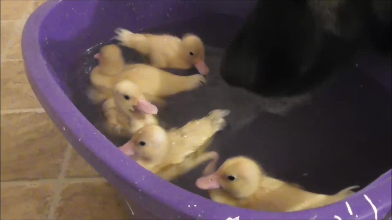 German Shepherd watches over ducklings swim session