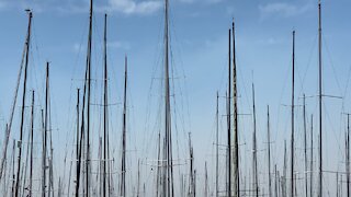 Rushcutters bay