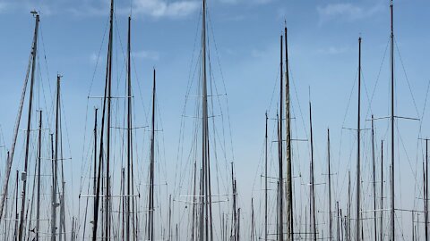 Rushcutters bay