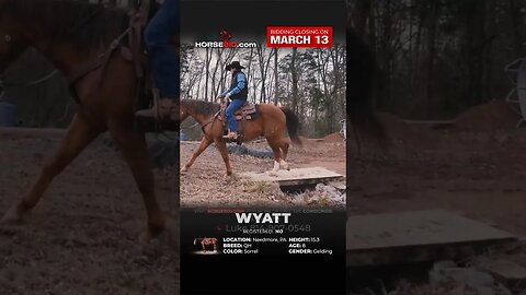 ＷＹΛＴＴ - Handsome gelding with eye appeal and stands at 15.3 hands tall and 8 Yrs old!