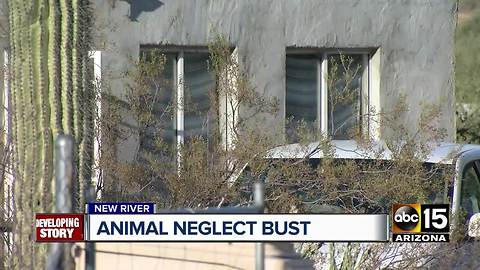 Animals removed from New River ranch due to neglect allegations