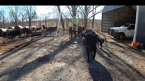 Who left the gate open?!?!