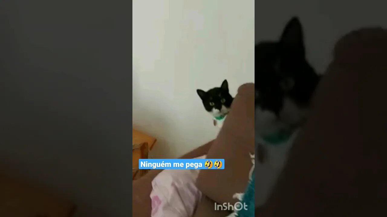 Gato Bartolomeu Tunico brincando 😸