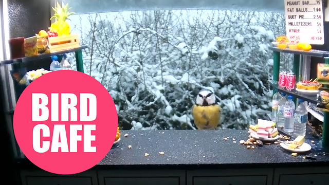 Wildlife photgrapher builds snack bar for the birds