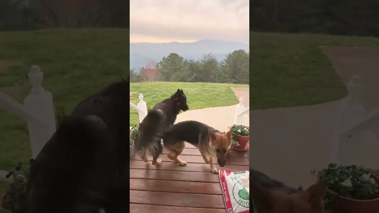 German shepherds go for a walk