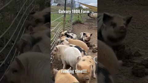 KuneKune piglets are ready for feeding time!