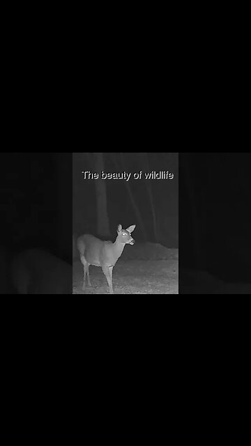 The Beauty of Wildlife part 3#shorts