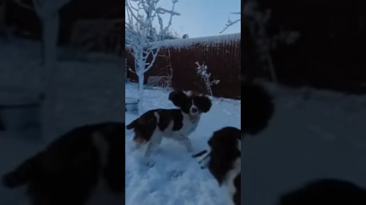 Slow Motion English Springer Spaniel Dog #springerspaniel #springer #spaniel