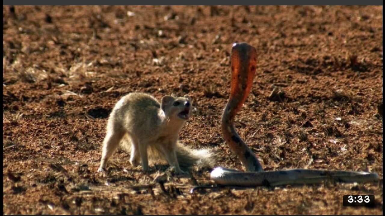 You will be shocked to see, who will win the fight between the snake and the little weasel