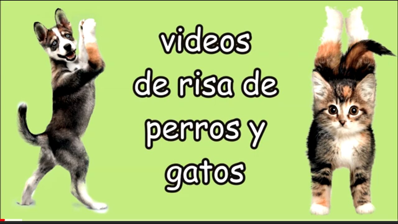 Videos de risa (Gatos y perros)😂