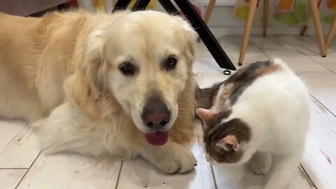 A Pregnant Cat Shows Her Love for the Golden Retriever