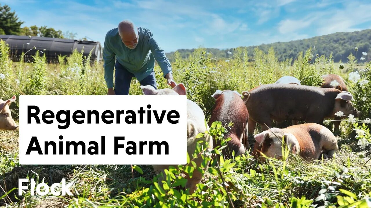 Running a REGENERATIVE Cow, Hog and Chicken FARM — Ep. 198