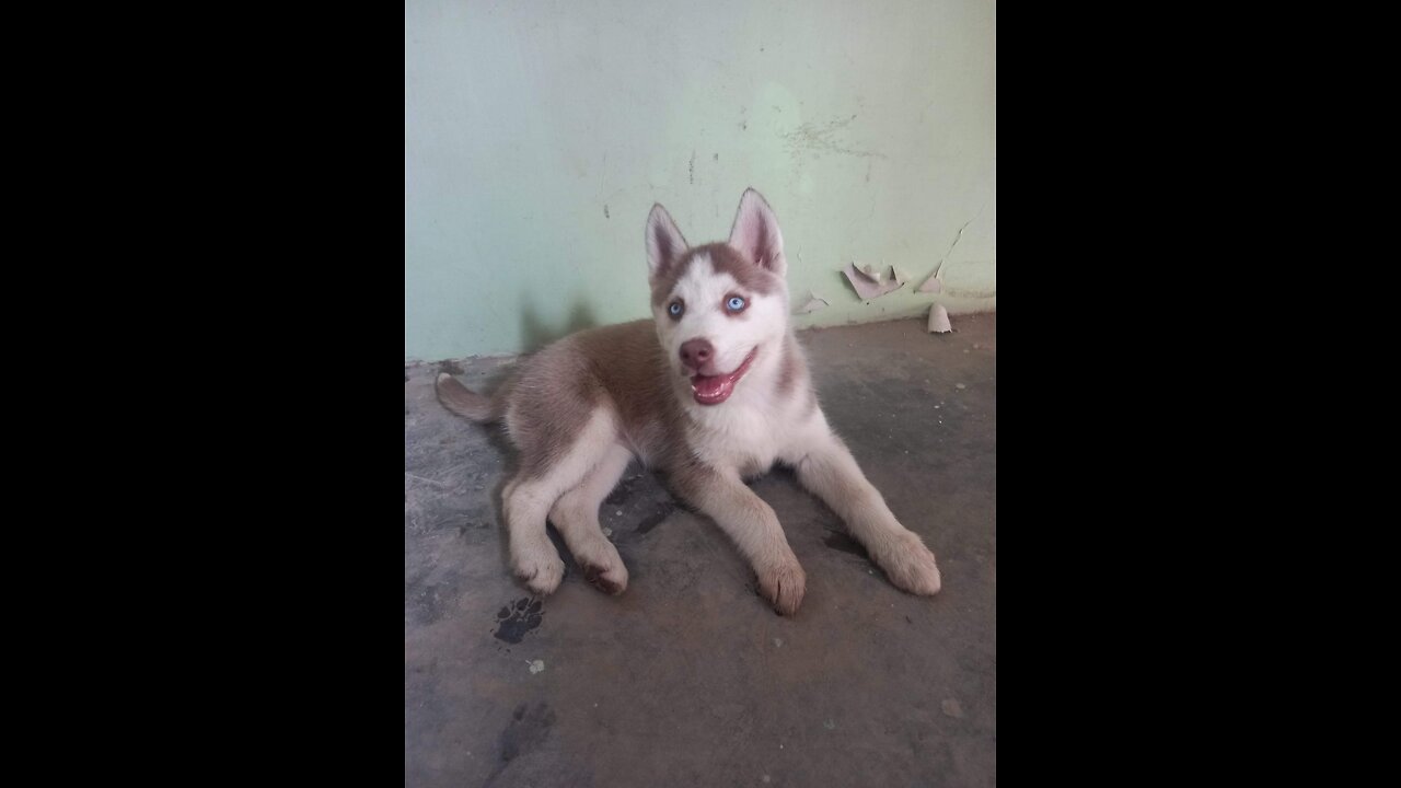 Meet the cutest husky dog