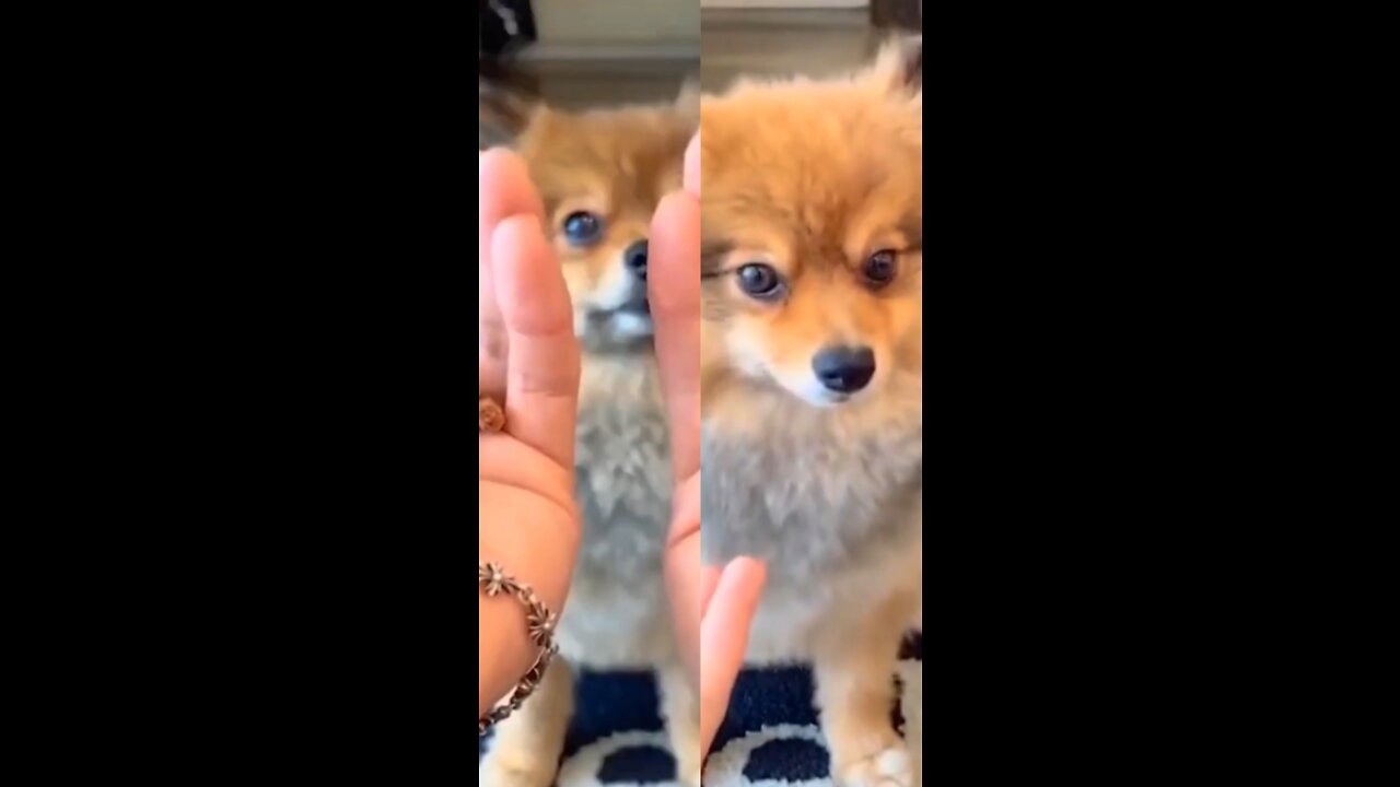 Funny Hungry Dog Reaction 🐶😄