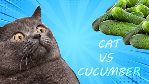 Cats Vs Cumcumber Scared and Fails - Very Funny