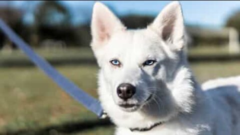 Cão responde ao dono para dizer que quer ir à praia!