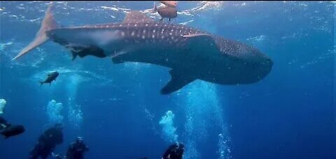 Baby whale shark curiously circles astonished scuba divers