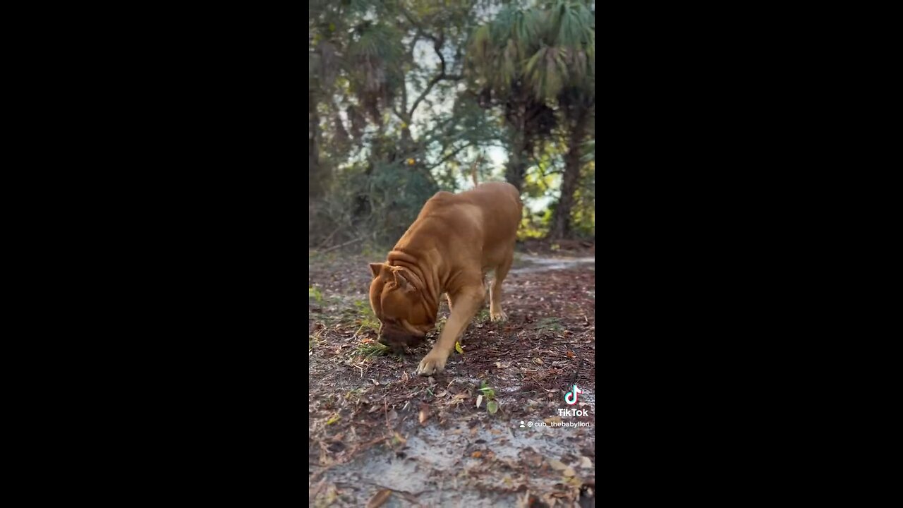 MASSIVE Pit Bull lookin like a “Baby Lion” on the prowl in the jungle 🦁🌿🐅