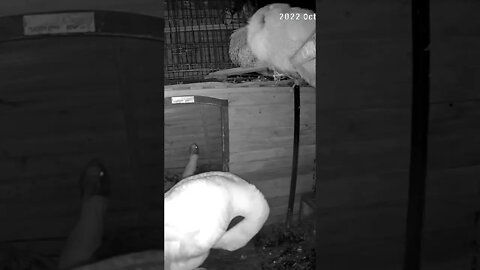 Gander, male guinea fowl and rooster