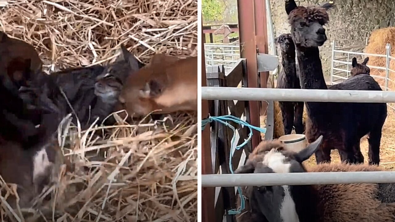 Alpacas Curiously Looking At The Puppies Playing With The Cat