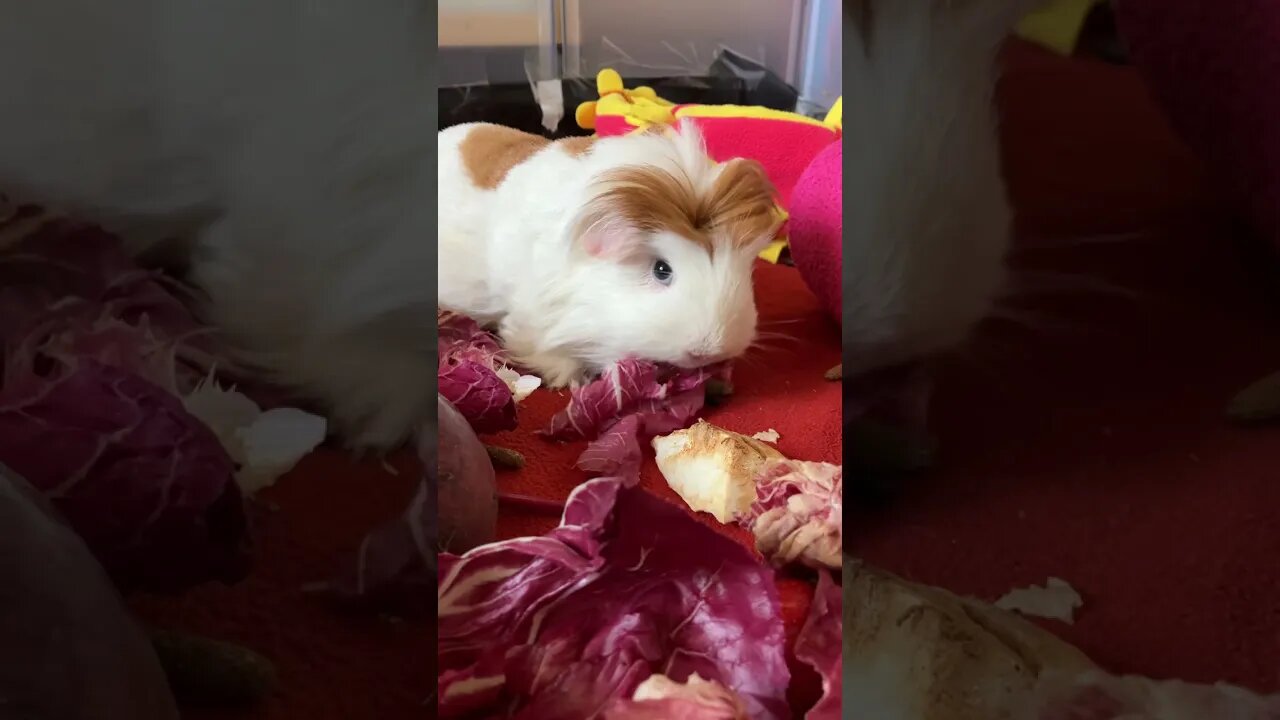 Guinea pigs eating loudly