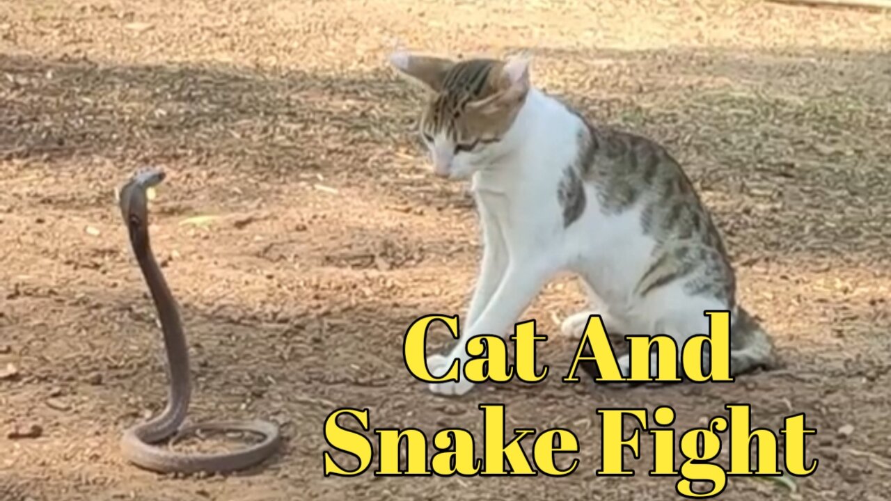 Cat and snake fight, very beautiful animal fight