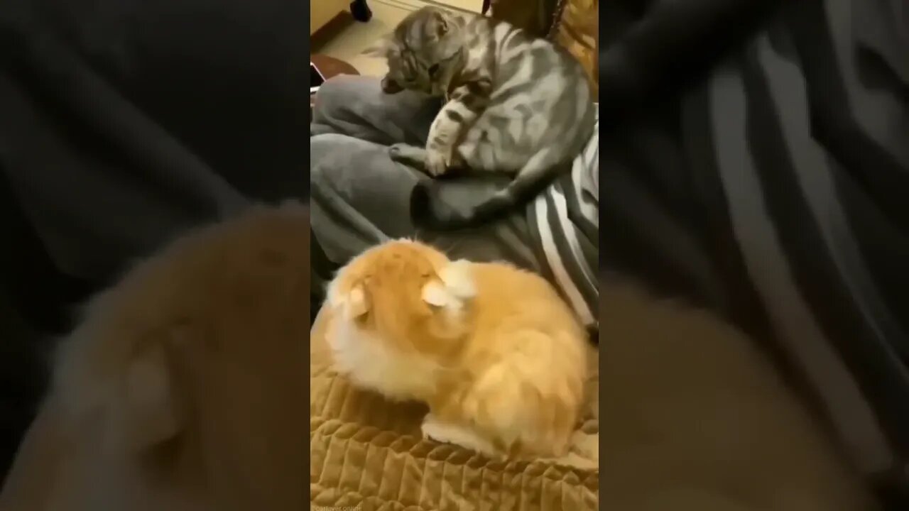 Cute and funny cat videos/#kitten #cat #kitty #funny kitten #funnycat #trending #shorts #tiktok (1)